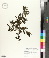 Ilex vomitoria image