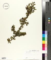 Ilex vomitoria image