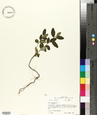 Ilex vomitoria image