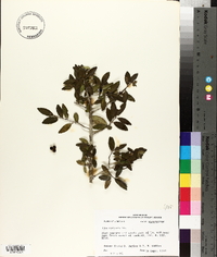 Ilex vomitoria image