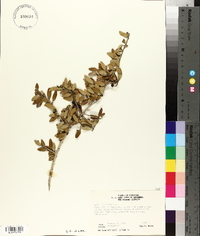 Ilex vomitoria image