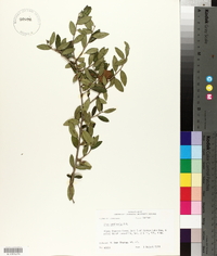 Ilex vomitoria image