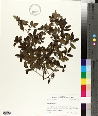 Ilex vomitoria image