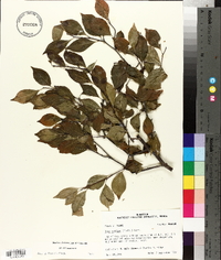 Ilex ambigua image