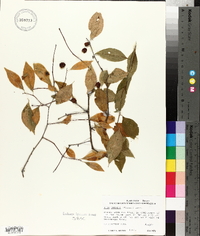 Ilex ambigua image