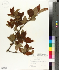 Ilex ambigua image