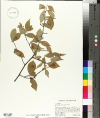 Ilex ambigua image