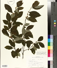 Ilex ambigua image