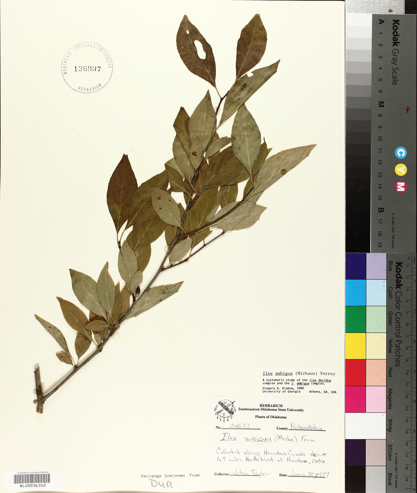 Ilex ambigua image