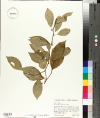 Ilex ambigua image