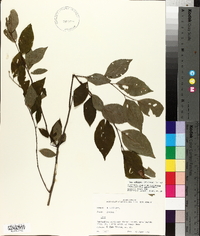 Ilex ambigua image