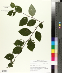 Ilex ambigua image