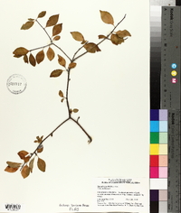 Ilex ambigua image