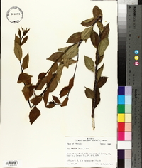 Ilex ambigua image