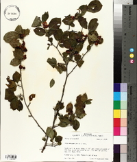 Ilex ambigua image