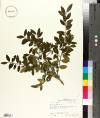 Ilex vomitoria image