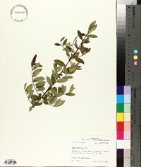 Ilex vomitoria image