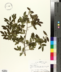 Ilex vomitoria image