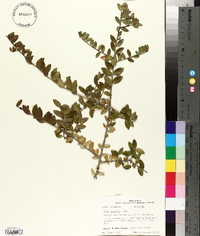 Ilex vomitoria image