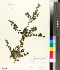 Ilex vomitoria image