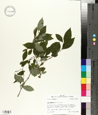 Ilex ambigua image