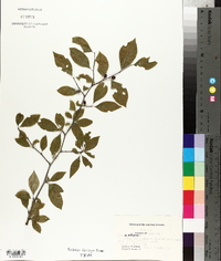 Ilex ambigua image