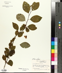 Ilex ambigua image