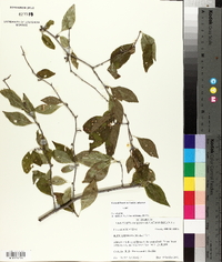 Ilex ambigua image