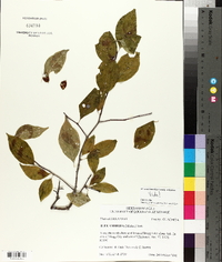 Ilex ambigua image