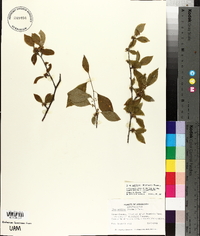 Ilex ambigua image