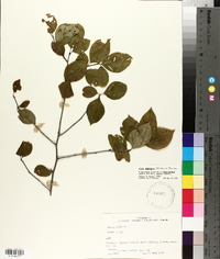 Ilex ambigua image