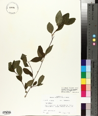 Ilex ambigua image