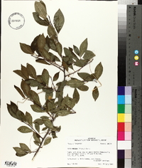 Ilex ambigua image