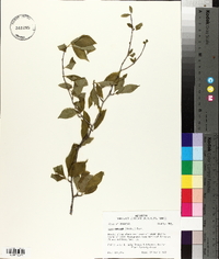 Ilex ambigua image