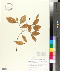 Ilex ambigua image