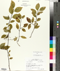 Ilex ambigua image