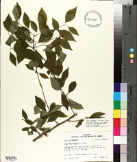 Ilex ambigua image