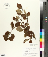 Ilex ambigua image