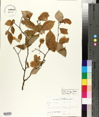 Ilex ambigua image