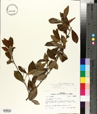 Ilex coriacea image