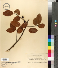 Ilex amelanchier image