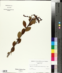 Ilex coriacea image