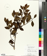 Ilex coriacea image