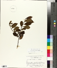 Ilex coriacea image