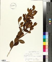 Ilex coriacea image