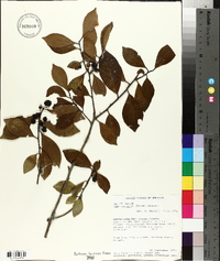 Ilex coriacea image