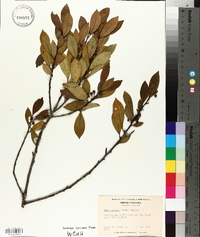 Ilex coriacea image