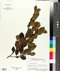 Ilex coriacea image