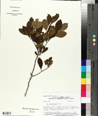 Ilex coriacea image