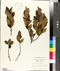 Ilex coriacea image